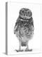 Portrait of a Young Little Owl (Athene Noctua)-Mark Taylor-Premier Image Canvas