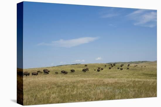 Portrait of American Bison Grazing in the Grasslands, North Dakota-Angel Wynn-Premier Image Canvas
