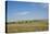 Portrait of American Bison Grazing in the Grasslands, North Dakota-Angel Wynn-Premier Image Canvas