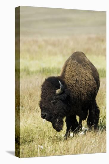 Portrait of American Bison Grazing in the Grasslands, North Dakota-Angel Wynn-Premier Image Canvas