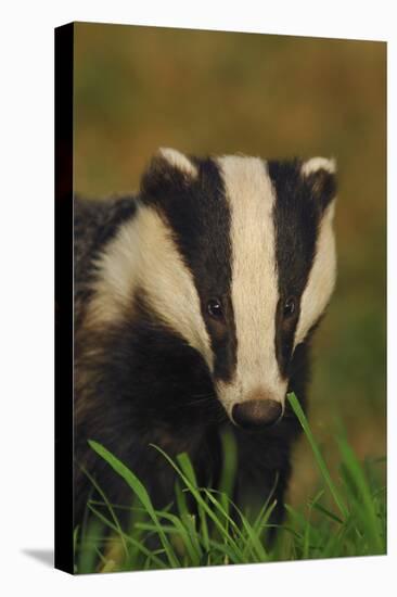 Portrait of an Adult Badger (Meles Meles), Derbyshire, UK-Andrew Parkinson-Premier Image Canvas