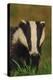 Portrait of an Adult Badger (Meles Meles), Derbyshire, UK-Andrew Parkinson-Premier Image Canvas