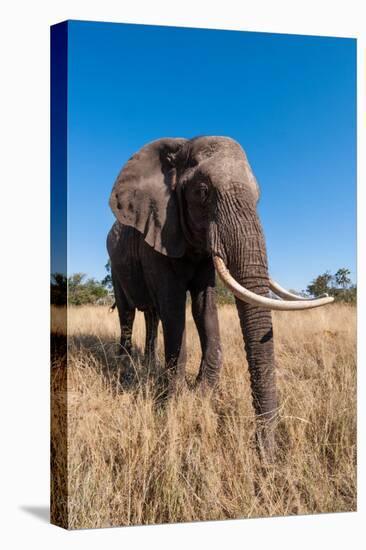 Portrait of an African elephant with extremely long tusks.-Sergio Pitamitz-Premier Image Canvas