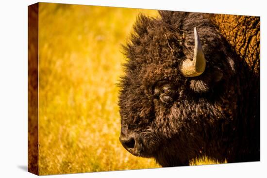 Portrait of an American Buffalo, Buffalo Round Up, Custer State Park, Black Hills, South Dakota-Laura Grier-Premier Image Canvas