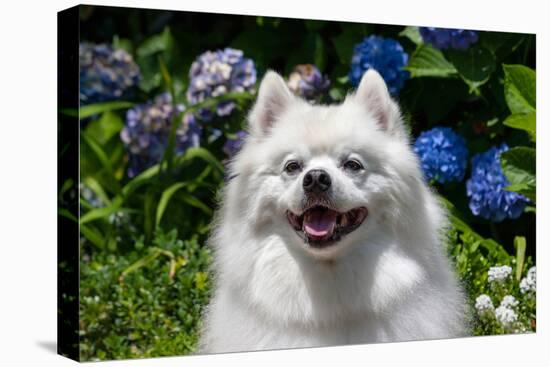 Portrait of an American Eskimo Dog-Zandria Muench Beraldo-Premier Image Canvas