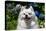 Portrait of an American Eskimo Dog-Zandria Muench Beraldo-Premier Image Canvas