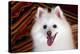 Portrait of an American Eskimo Dog-Zandria Muench Beraldo-Premier Image Canvas