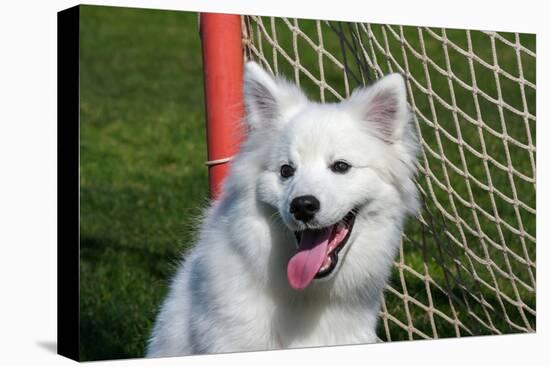 Portrait of an American Eskimo Puppy-Zandria Muench Beraldo-Premier Image Canvas