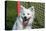 Portrait of an American Eskimo Puppy-Zandria Muench Beraldo-Premier Image Canvas