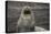 Portrait of an Antarctic fur seal (Arctocephalus gazella), Deception Island, Antarctica, Polar Regi-Sergio Pitamitz-Premier Image Canvas