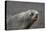 Portrait of an Antarctic fur seal (Arctocephalus gazella), Deception Island, Antarctica, Polar Regi-Sergio Pitamitz-Premier Image Canvas