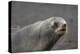 Portrait of an Antarctic fur seal (Arctocephalus gazella), Deception Island, Antarctica, Polar Regi-Sergio Pitamitz-Premier Image Canvas