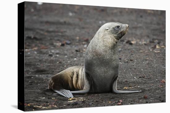 Portrait of an Antarctic fur seal (Arctocephalus gazella), Deception Island, Antarctica, Polar Regi-Sergio Pitamitz-Premier Image Canvas