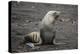 Portrait of an Antarctic fur seal (Arctocephalus gazella), Deception Island, Antarctica, Polar Regi-Sergio Pitamitz-Premier Image Canvas