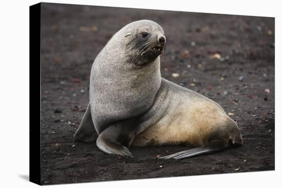 Portrait of an Antarctic fur seal (Arctocephalus gazella), Deception Island, Antarctica, Polar Regi-Sergio Pitamitz-Premier Image Canvas