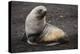 Portrait of an Antarctic fur seal (Arctocephalus gazella), Deception Island, Antarctica, Polar Regi-Sergio Pitamitz-Premier Image Canvas