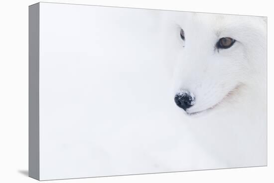 Portrait Of An Arctic Fox (Vulpes Lagopus), Captive, Norway, February-Edwin Giesbers-Premier Image Canvas