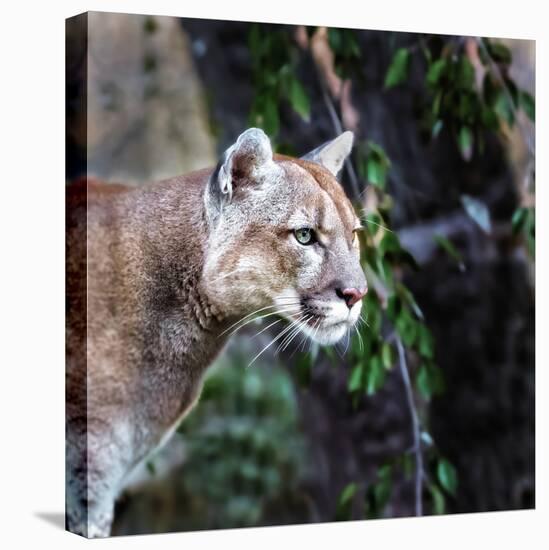 Portrait of Beautiful Puma. Cougar, Mountain Lion, Puma, Panther, Striking Pose, Winter Scene in Th-Baranov E-Stretched Canvas