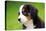 Portrait Of Bernese Mountain Dog-Michal Bednarek-Premier Image Canvas