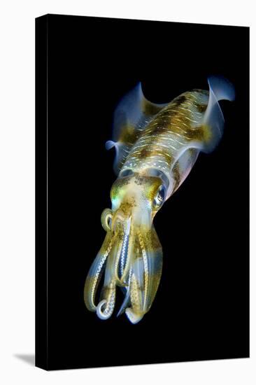 Portrait of Bigfin Squid (Sepioteuthis Lessoniana) Hovering-Alex Mustard-Premier Image Canvas