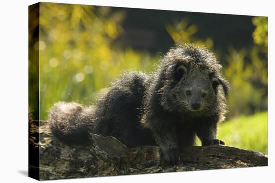 Portrait Of Binturong - Asian Bearcat (Arctictis Binturong) Captive-Edwin Giesbers-Premier Image Canvas