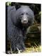 Portrait of Black Bear, Princess Royal Island, British Columbia, Canada-Eric Baccega-Premier Image Canvas