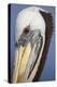 Portrait of Brown Pelican (Pelecanus Occidentalis) in Paracas Bay, Peru. Paracas Bay is Well known-Don Mammoser-Premier Image Canvas