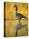 Portrait of Canada Goose Standing in Water, Queens, New York City, New York, USA-Arthur Morris-Premier Image Canvas