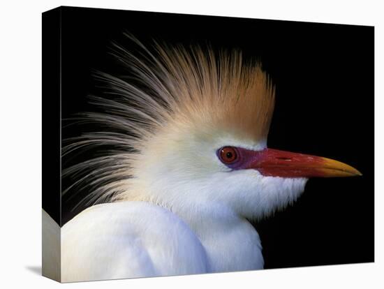 Portrait of Cattle Egret in Breeding Plumage, St. Augustine Alligator Farm, St. Augustine, Florida-Arthur Morris-Premier Image Canvas