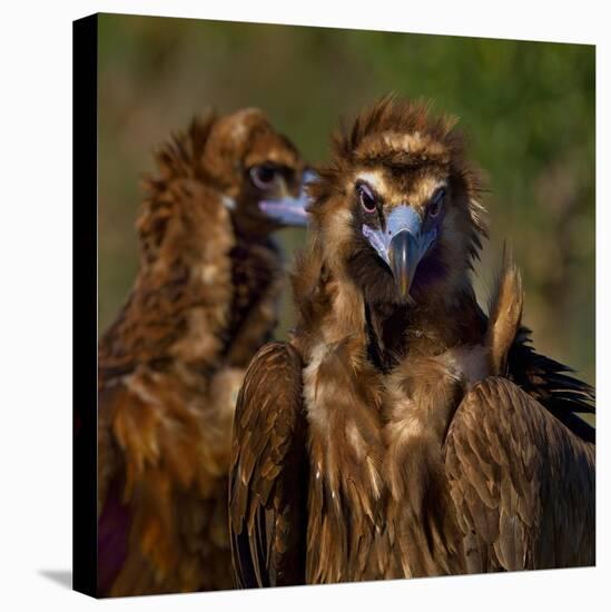 Portrait of Cinereous vulture, Spain-Loic Poidevin-Premier Image Canvas