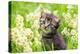 Portrait of Cute Little Kitten Outdoors in Flowers-vvvita-Premier Image Canvas