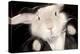 Portrait Of Cute Rabbit In Top Hat And Bow-Tie. Isolated On Dark Background-PH.OK-Premier Image Canvas