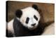 Portrait of Giant panda cub captive. Beauval Zoo, France-Eric Baccega-Premier Image Canvas