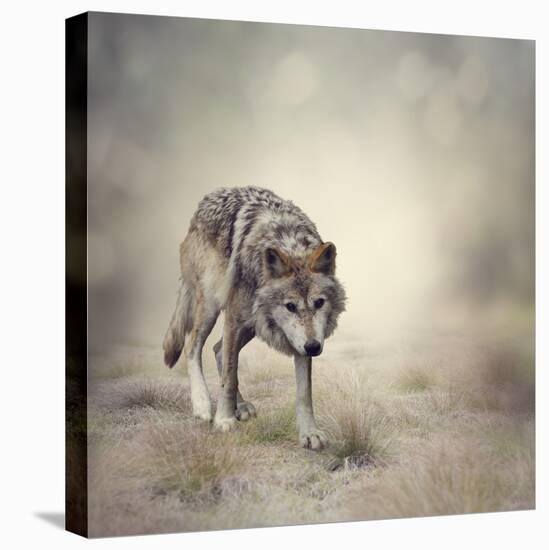Portrait of Gray Wolf Walking-abracadabra99-Premier Image Canvas