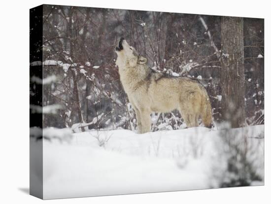 Portrait of Grey Wolf Howling in the Snow-Lynn M^ Stone-Premier Image Canvas