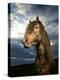 Portrait of Horse-Arctic-Images-Premier Image Canvas
