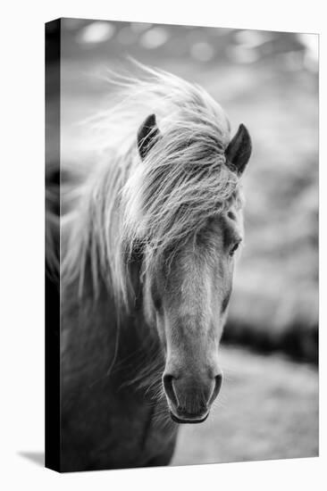 Portrait of Icelandic Horse in Black and White-Aleksandar Mijatovic-Premier Image Canvas