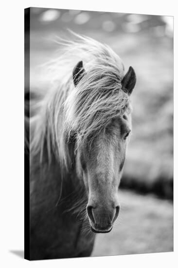 Portrait of Icelandic Horse in Black and White-Aleksandar Mijatovic-Premier Image Canvas