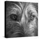 Portrait of Irish Wolf Hound Dog-Panoramic Images-Premier Image Canvas
