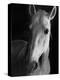 Portrait of Lippizaner Belvedere Napolitano-Karen Tweedy-Holmes-Premier Image Canvas