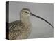 Portrait of Long-Billed Curlew at Fort De Soto Park, De Soto, Florida, USA-Arthur Morris-Premier Image Canvas