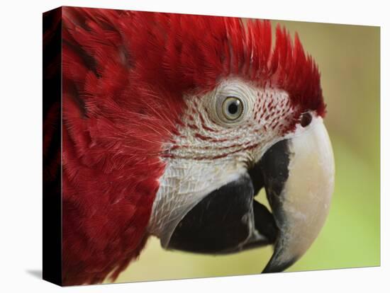 Portrait of Macaw, Lok Kawi Wildlife Park, Sabah, Borneo, Malaysia,Southeast Asia, Asia-Jochen Schlenker-Premier Image Canvas