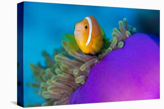 Portrait of Maldives anemonefish with its host sea anemone-Alex Mustard-Premier Image Canvas