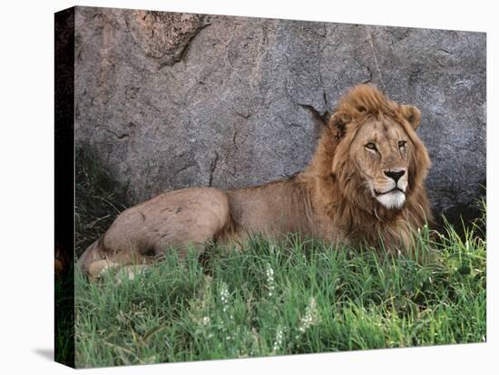 Portrait of Male African Lion, Tanzania-Dee Ann Pederson-Premier Image Canvas