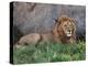 Portrait of Male African Lion, Tanzania-Dee Ann Pederson-Premier Image Canvas