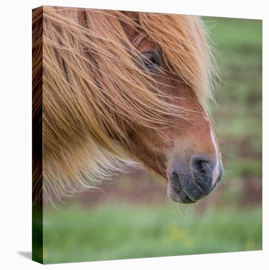 Portrait of Mare, Iceland-Arctic-Images-Premier Image Canvas