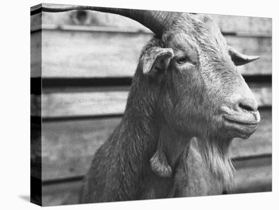Portrait of "Red", a Judas Goat Who Leads Sheep into the Slaughter House-William Vandivert-Premier Image Canvas