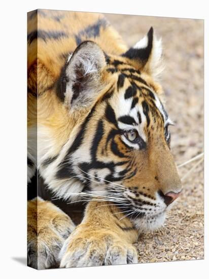 Portrait of Royal Bengal Tiger, Ranthambhor National Park, India-Jagdeep Rajput-Premier Image Canvas