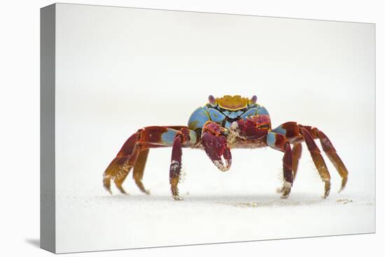 Portrait of Sally Lightfoot Crab (Grapsus Grapsus) on a Beach-Alex Mustard-Premier Image Canvas