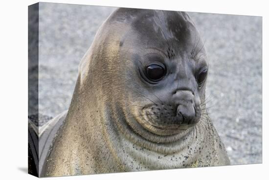 Portrait of seal pup on the beach of St. Andrews Bay, South Georgia Islands.-Tom Norring-Premier Image Canvas